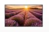 ECRAN LED 43" 4K 24/7 VESA 400*400, HDMI,VGA, USB,BNC + HP TECLINK